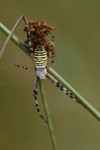 Wespspin (Argiope bruennichi), Staverden